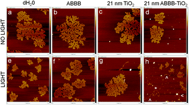 Representative sample images of plasmid DNA on freshly cleaved mica are presented using Peakforce Tapping Mode on a Dimension-Icon Atomic Force Microscope. Each image has the dimensions: 2.0 μm length × 2.0 μm width; 7.5 nm maximum height (white). All samples contain plasmid DNA plus (a, e) water, (b, f) ABBB, (c, g) 21 nm TiO2 nanoparticles, (d, h) 21 nm ABBB–TiO2 nanoparticles. Samples (a–d) were kept under dark conditions, whereas samples (e–h) were exposed to a 150 W halogen bulb for 10 minutes).