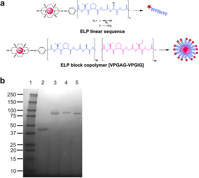 Conjugation scheme of the bifunctional chelating agent AmBaSar and ELP. (a) AmBaSar is chemically conjugated to the N-terminus of either linear ELPs or a block copolymer. AmBaSar then chelates 64Cu endowing the construct with radioactive properties. (b) The purified polymers were evaluated for identity and purity using SDS-PAGE and stained with copper chloride. Lane 1: Ladder; Lane 2: A96; Lane 3: A192; Lane 4: S192; Lane 5: A96I96.