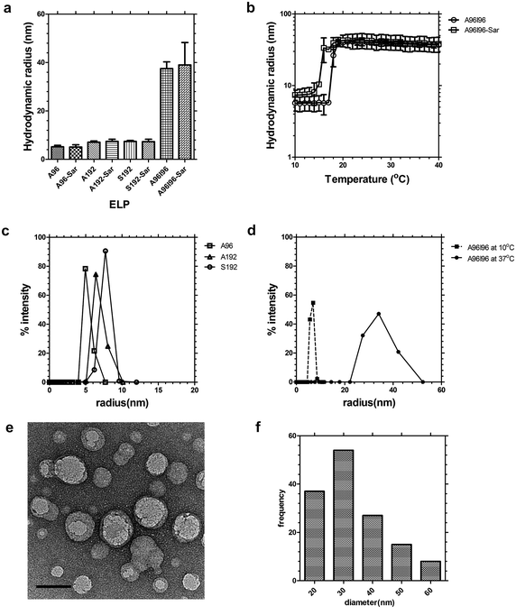 ELP diblock copolymers assemble nanoparticles at physiological temperatures. Dynamic light scattering (DLS) was used to characterize the hydrodynamic radius of the protein polymers in phosphate buffered saline. (a) Hydrodynamic radius (Rh) of A96, A192, S192 and A96I96 at 37 °C before and after modification with AmBaSar (Sar). The ELP block copolymer A96I96 assembles nanoparticles. Bars represent mean ± SD. (b) Above 15–18 °C, A96I96 forms nanoparticles of stable hydrodynamic radii at 25 μM. (c) Distribution of hydrodynamic radii for linear ELPs at 37 °C. (d) Distribution of hydrodynamic radii for ELP block copolymer A96I96 at 10 and 37 °C. (e) Transmission electron microscopy (TEM) of negatively stained A96I96 nanoparticles (white round objects) with an average particle diameter of 33.3 ± 11.5 nm stained with uranyl acetate (black clusters). Scale bar 50 nm. (f) Histogram of A96I96 nanoparticles (n = 141) was obtained using image analysis across 9 TEM images.