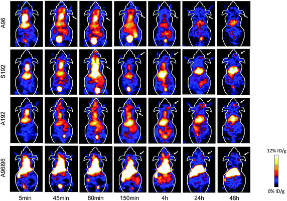 Serial microPET imaging of protein polymer nanoparticles in an orthotopic model of human breast cancer. 64Cu-labelled ELPs were administered systemically to mice carrying MDA-MB-231 tumors. Serial imaging was performed, and coronal images centered on the tumor for A96, A192, S192 and A96I96 are depicted at 0.08, 0.75, 1.33, 2.5, 4, 24 and 48 h post injection. A representative mouse is shown from each group (n = 3/group). Within each 5 min panel, two major pools of blood are present in the heart (top) and liver (middle). At later time points, the gastro-intestinal track (lower) and the bladder (bottom) enhance in contrast. The tumor locations are indicated by arrows.