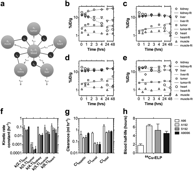 Pharmacokinetic modeling in individuals based on microPET imaging. (a) A multi-compartment model was developed to perform a simultaneous fit to the observed tissue concentrations in the heart, liver, tumor, kidney, and muscle (s1, s2, s3, s4, and s5 respectively) within each individual after an i.v. bolus of A96, A192, S192 and A96I96 (n = 3/group) (Table 2). MicroPET concentrations were modeled to contain a fraction of signal from both an intravascular (q1) and extravascular (q2, q3, q4, q5, q6) tissue component. This model was fit to every individual, and a representative individual is presented following administration of (b) A96, (c) A192, (c) S192, and (e) A96I96. (f) A comparison is presented of the five kinetic parameters exiting the central blood compartment, q1. (g) The renal and hepatic clearance are compared to the total clearance from the central blood compartment, q1. (h) Fitting observable tissue concentrations, enabled the non-invasive estimation of the blood half-life. (f–g) Values depict the Mean ± 95% CI (n = 3).