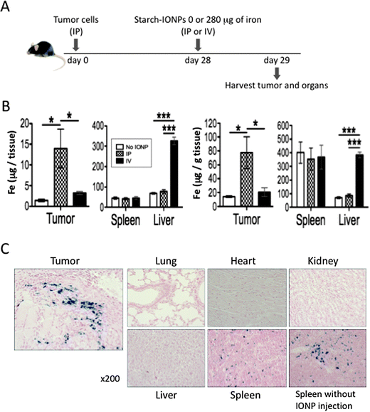 IP administration localizes IONPs in ovarian tumors. (A) Experimental design to compare IONP distribution by IP and IV administration. (B) Total amount of iron per tissue (left) and amount of iron per gram of tissue (right) in the tumor, spleen, and liver. Data obtained by ICP-MS. 4–5 mice per group. (C) Representative pictures of the tumor and major organs (lung, heart, kidney, liver, and spleen) from mice administered IP with starch-IONPs stained for iron with Prussian blue. A picture of spleen without IONP injection is shown lower right for reference. Error bars in B are the mean ± standard error of the mean (SEM). *P < 0.05, ***P < 0.001.