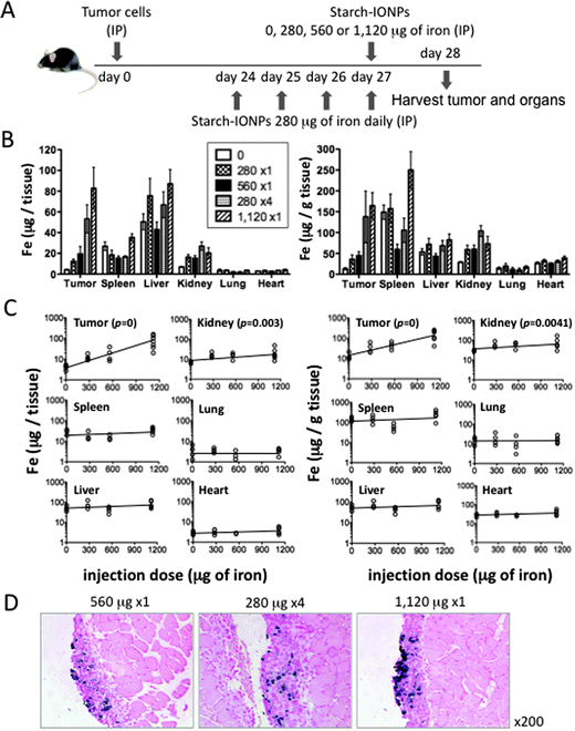 IONP sequestration in the tumor is directly dependent on the dose administered and independent of the number of aliquots administered. (A) Experimental design to compare different IONP administration schedules. (B) Total amount of iron per tissue (left) and amount of iron per gram of tissue (right) in the tumor and major organs (spleen, liver, kidney, lung, and heart). Data obtained by ICP-MS. 4–7 mice per group. Statistics on iron concentrations in the tumor: 0 μg < any other schedules (* or **), 280 μg × 1 or 560 μg × 1 < 280 μg × 4 or 1120 μg × 1 (* or **), ns between 280 μg × 4 and 1120 μg × 1. Iron concentrations in the kidney: 0 μg < any other schedules (* or ** or ***). Iron concentrations in other organs: none was significantly higher than 0 μg animals. (C) Regression analysis showing the relation between the injection dose and the amount of iron per tissue (left) or per gram of tissue (right). (D) Representative pictures of the tumor from mice administered with IONPs using different schedules. Error bars in B are the mean ± SEM. *P < 0.05, **P < 0.01, ***P < 0.001, ns = not significant.