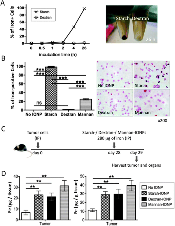 Difference in surface coating affects IONP uptake by tumor cells in vitro but not in vivo. (A) 5 × 105 ID8-Defb29/Vegf-a tumor cells were cultured with starch- or dextran-coated IONPs (280 μg of iron) in 0.5 ml culture media. Cells harvested at desired time points were stained for iron with Prussian blue, and the percentage of iron-positive cells was calculated (left). Photo of these cells harvested after 26 hours incubation visually showing iron accumulation in starch-IONP exposed cells (right). (B) The percentage of iron-positive cells by Prussian blue stain after 26 hours incubation with starch-, dextran-, or mannan-coated IONPs using the same conditions as in A (left). Representative pictures of cells after 26 hours incubation stained for iron with Prussian blue (right). (C) Experimental design to compare in vivo distribution of IONPs with different coatings. (D) Total amount of iron per total tumors (left) and amount of iron per gram of tumor (right). Data obtained by ICP-MS. 4 mice per group. Error bars in B and D are the mean ± SEM. **P < 0.01, ***P < 0.001, ns = not significant.