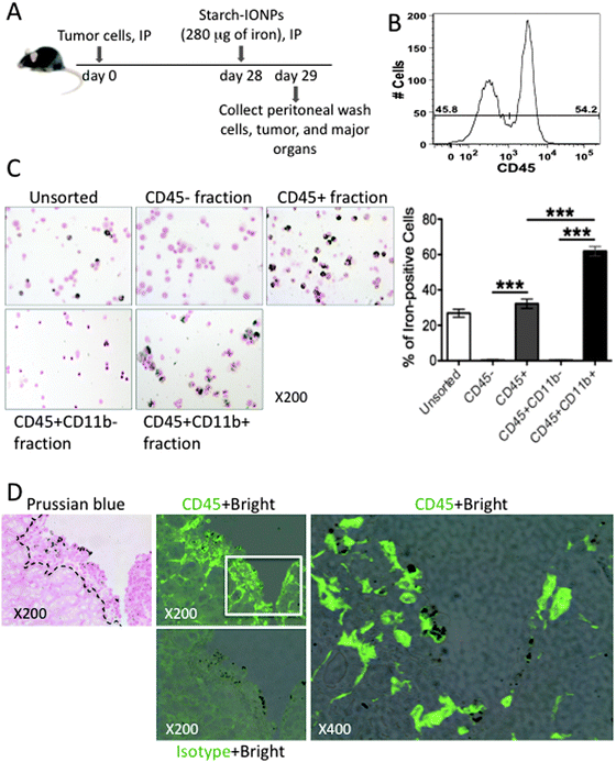 CD45+ CD11b+ peritoneal phagocytes take up IONPs and IONPs colocalize with CD45+ cells in the tumor. (A) Diagram of experimental strategy, IONPs administered IP into 28 day tumor-bearing mice, then peritoneal wash cells, tumors, and major organs were collected after 18 hours. (B) The percentage of CD45− and CD45+ cells in peritoneal wash cells. Peritoneal wash cells were stained with anti-CD45 and analyzed by FACS. Data are representative of 6 independent experiments. (C) Prussian blue staining of IONP-loaded peritoneal wash cells without sorting or after cell sorting of CD45−, CD45+, CD45+ CD11b−, and CD45+ CD11b+ fractions to examine iron content. Data are representative of 3 independent experiments. The percentage of iron-positive stained cells in unsorted, CD45−, CD45+, CD45+ CD11b−, and CD45+ CD11b+ fractions were plotted. Error bars are presented as the mean ± SEM. Two-tailed unpaired t test was used for statistical analysis. **P < 0.005, ***P < 0.001. (D) Representative histology pictures showing that IONPs accumulated in tumor were colocalized with CD45. Dashed lines indicate the boundary of normal tissue (muscle) and tumor on Prussian blue stained section. CD45+ bright are images of CD45 fluorescence staining overlaid by bright field which reveals iron. Isotype control antibody was used to reveal non-specific binding.