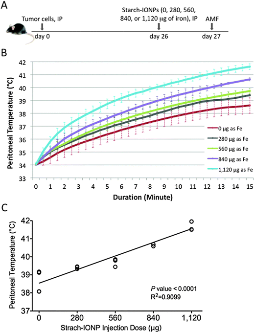 IONPs injected IP respond to AMF and heat the peritoneal cavity. (A) Diagram of experimental strategy, different amounts of starch-IONPs were injected IP into 26 day tumor-bearing mice. Mice were treated with AMF 18 hours post IONP injection. (B) Graph of peritoneal heating history of each group upon application of an AMF field of 600 Oe. Error bars are standard deviation of the mean. (C) Regression analysis demonstrating the linear dose-dependent relationship between the peritoneal temperature 15 minutes after AMF application and the IONP dose. P < 0.001, 4 mice per group.