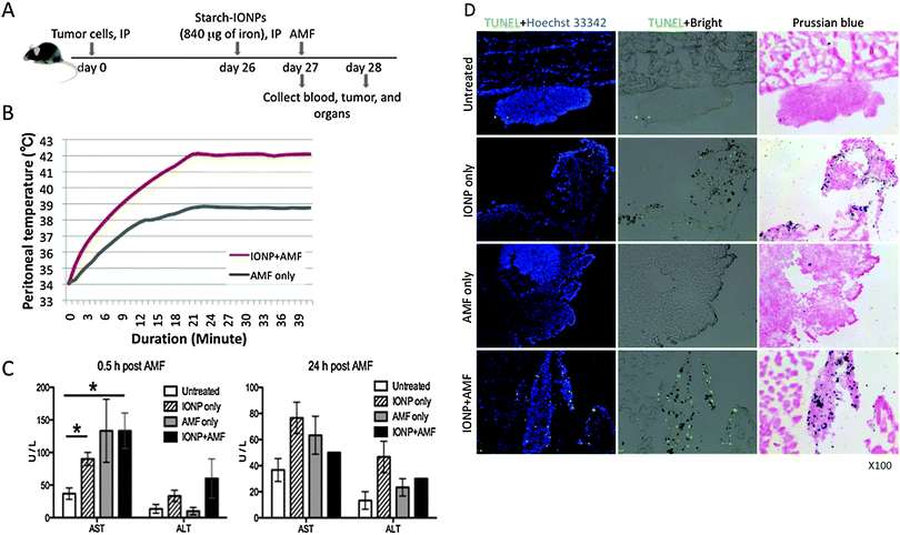 Magnetic IONP/AMF-mediated hyperthermia induces cell death in tumors. (A) Diagram of experimental strategy, starch-IONPs (840 μg of iron) were administered IP to 26 day tumor-bearing mice. 18 hours after IONP injection, mice were subjected to varying AMF to maintain peritoneal temperature at 42 °C for 20 minutes for the IONP+ AMF group, and the identical AMF field strength was applied to the AMF only group. (B) The peritoneal heating history of each group upon application of the AMF, showing higher peritoneal temperature in the IONP+ AMF group compared to the AMF only group. Data are representative of one pair from both groups in 3 independent experiments. (C) Serum clinical chemistry of mice after treatment. Serum AST and ALT levels were plotted and all bar graphs are presented as the mean ± SEM. Two-tailed unpaired t test was used for statistical analysis. *P < 0.05. (D) Representative histology pictures of tumors showing that IONP/AMF treatment induced cell death. Tumors and major organs were collected 0.5 hours after AMF treatment to evaluate cell death. TUNEL detects DNA fragmentation and is revealed as a bright green spot. Tumor sections were stained with Hoechst 33342 to visualize nuclei. IONPs are visualized as brown spots in bright field images and as blue spots in images of Prussian blue staining. TUNEL + Hoechst 33342 are images of TUNEL fluorescence staining merged with Hoechst 33342 fluorescence staining. TUNEL + Bright are images of TUNEL fluorescence staining overlaid by bright field. Data are representative of 2 independent experiments using 3 mice each time. Pictures were taken with X100 magnification.