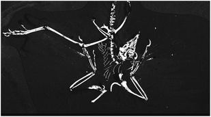 SRS-XRF phosphorus map of the Thermopolis Archaeopteryx (WDCCSG100).