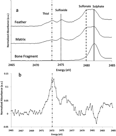 (a) XANES analyses of sulphur present within the feather compared to the sedimentary matrix and a small bone fragment present within the sample. The feather spectrum is obviously different from the bone fragment that shows only inorganic sulphate. The inorganic sulphate and other organic sulphur species (with peak energies equivalent to theoretical values for methionine sulphoxide and sulphonate and cysteine) in the matrix are either foreign material or keratin-derived oxidation products from un-pigmented parts of the feather, diffused away from the feather itself. Higher sulphur levels in the feather relative to the matrix (Table 1) strongly imply mass transfer of sulphur was from the feather outwards. (b) Difference spectrum of sulphur species for the feather minus the matrix, showing that the feather has a distinct sulphur inventory relative to the matrix with much higher thiol concentrations and lower sulphate, consistent with the presence of beta-keratin derived residue.