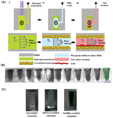 Schematic of the coating procedure (A): i) A hydrogel prepolymer is flowed through the device while being exposed to UV light for crosslinking. ii) The uncrosslinked prepolymer is washed with PBS, while the crosslinked hydrogel layer remains inside the channel and coats the PDMS channel walls. iii) The device can subsequently be loaded with cells and perfused without removing the hydrogel layer. The top figures show the cross-section of a single microfluidic channel, perpendicular to the direction of the flow. The bottom figures also show the channel cross-section, along the direction of the flow. (B) A series of phase contrast images showing microfluidic channels from a single device coated with 5% (w/v) GelMA after a 6-day long perfusion with culture medium. The hydrogel layer is outlined in green in the far right image and can be seen in the same position in the neighboring photographs. (C) Representative phase contrast images from an uncoated channel, 5% MeTro-coated channel (1020 μl h−1 flow rate), and 5% (w/v) GelMA-coated channel (900 μl h−1) (scale bar: 50 μm).