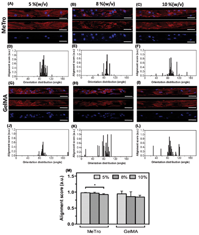 CM elongation and alignment inside the microchannels coated with MeTro and GelMA on day 6 of culture. Representative images of Rhodamine-labelled phalloidin/DAPI stained cells seeded on (A–C) MeTro-coated, and (G–I) GelMA-coated microchannels (scale bar = 50 μm). Histograms of the angle distribution of cells inside channels coated with (D–F) MeTro and (J–L) GelMA (90° represents cells parallel to channel while 0°/180° represent perpendicular). (M) Alignment scores for different concentrations of MeTro and GelMA. Error bars represent the SD of measurements performed on 3 samples (*p < 0.05).