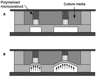 High-throughput screening platform for compression analysis of cells in hydrogel materials. (A) Schematic representation of the compression array at rest and (B) in compressed state. Reproduced with permission, copyright 2010 Elsevier.148