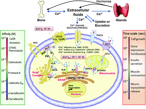 Schematics of the Ca2+ signaling machinery, the range of Ca2+-binding affinities and the timescale of Ca2+ modulated activities. The extracellular Ca2+ homeostasis is maintained by the coordinated actions of hormones, bone cells and balanced uptake and excretion of Ca2+ in the intestine and kidney. The internal Ca2+ homeostasis is achieved through the exquisite choreography of the Ca2+ signaling toolkits. Under resting conditions, cytosolic Ca2+ is maintained at a submicromolar range by extruding Ca2+ outside of the plasma membrane via plasma membrane Ca2+-ATPase (PMCA) and Na+/Ca2+ exchanger (NCX), or by pumping Ca2+ back into internal stores through sarcoplasmic/endoplasmic reticulum Ca2+-ATPase (SERCA) or secretory pathway Ca2+-ATPase (SPCA). Upon extracellular stimulation, the free cytosolic Ca2+ rapidly increases by the entry of extracellular Ca2+ across the plasma membrane via Ca2+ channels, including voltage-operated channels (VOC), receptor-operated channels (ROC), transient receptor potential ion-channel (TRP) and store-operated channels (SOC), or by the release of Ca2+ from internal stores (e.g., endoplasmic reticulum (ER) and Golgi complex) through inositol-1,4,5-triphosphate receptors (IP3R) and ryanodine receptors (RyR) due to activation of membrane receptors (G protein coupled receptors (GPCRs) and receptor tyrosine kinase [RTK]) and the subsequent synthesis of IP3. In the mitochondria, Ca2+ can easily pass through outer mitochondrial membrane pores and cross the inner mitochondrial membrane through the membrane-embedded Ca2+ uniporter (MCU). Ca2+ exits mitochondria through the opening of a nonselective high-conductance channel permeability transition pore (PTP) in the inner mitochondrial membrane and the Na+/Ca2+ exchanger (NCX). The Ca2+ signals are delivered by affecting the activity of Ca2+ buffers, Ca2+ effectors and Ca2+-regulated enzymes. Ca2+-binding proteins have Ca2+ affinities that vary by 106-fold or more depending upon their locations and functions (left panel). Ca2+ can exert short-term effects by triggering neurotransmitter release within microseconds. The signals can also elicit “long-term” effects by modulating gene expression (right panel).