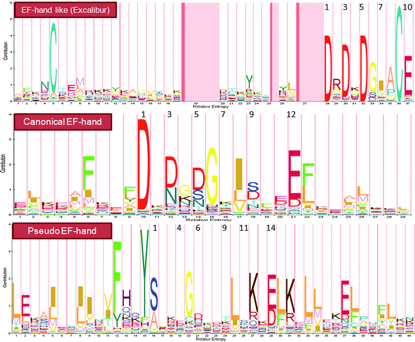 Profile HMMs for three representative continuous Ca2+-binding motifs. The numbers on top of the amino acids indicate the positions of ligands in the Ca2+-binding loop. The Pfam entries for EF-hand like (Excalibur), canonical EF-hand and pseudo EF-hand motifs are PF05901, PF00036 and PF01023, respectively. The letter size is positively correlated to the distribution probability of amino acids at each position. See the text for detailed discussions (Section 2.1 Prediction from primary sequences).