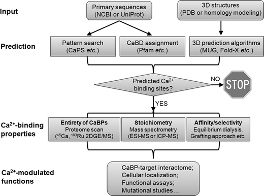 Schematic diagram of approaches used to study calciomics. Starting from protein amino acid sequences, continuous Ca2+-binding sites can be simply detected by pattern search, whereas some non-continuous Ca2+-binding domains (CaBDs) can be predicted by domain assignment using Pfam. Complementary to these methods, prediction can be made from 3D structural information using several online webservers (e.g., MUG, as listed in Table 1). The proteome for Ca2+-binding proteins (CaBPs) can be obtained by standard proteomic approaches coupled with the use of radioactive metals (45Ca or 103Ru). Quantitative mass spectrometry techniques (e.g., ESI-MS and ICP-MS) can be further applied to characterize the metal–protein stoichiometry of CaBPs. To determine the Ca2+-binding affinities, one can use equilibrium dialysis coupled with ICP-MS (or 45Ca) under circumstances that the predicted CaBP can be readily produced to high purity while retaining its function. For continuous Ca2+-binding sites, a grafting approach can be used to probe metal binding properties without the need to purify the predicted protein. An important aspect of calciomics is to define the CaBP–target interactome by combining both computational and high-throughput experimental approaches. Next, the cellular localization of putative CaBPs can be traced by tagging the CaBP of interest with fluorescent proteins. Lastly, to establish possible functional correlations of Ca2+-modulated activities, loss-of-function experiments should be carried out by removing the predicted Ca2+-binding ligands.