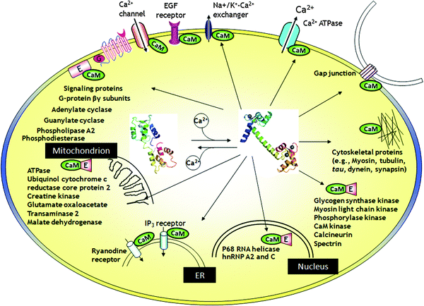 The interaction of Ca2+-CaM with target proteins. Temporal and spatial changes of the Ca2+ concentration in different compartments of cells affect the regulation of cellular signaling, by modulating the activity of a large body of CaBPs. Upon binding to Ca2+, CaBP such as calmodulin (CaM) undergoes substantial conformational changes and subsequently activate or inactivate over 100 functional enzymes, cellular receptors and ion channels through direct protein–protein interactions.