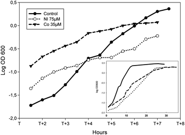 Effect of Ni or Co on the growth of P. putida KT2440. Logarithmic representation of growth curves during the logarithmic phase of cells grown in minimal medium supplemented with 0.4% succinate (closed dots, plain line), amended with 75 μM NiCl2 (open dots, dotted line) or 35 μM CoCl2 (closed triangles, dashed line). X axis: T corresponds to the time the bacteria enter into logarithmic growth phase. Inset: the same growth curves are shown from the start of the culture to the late stationary phase.