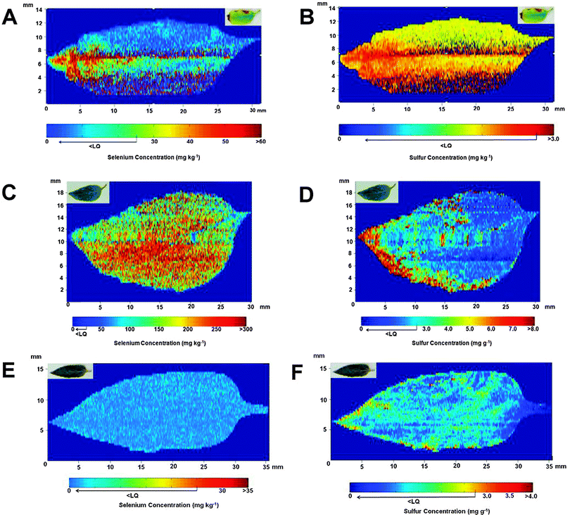 Se (images A, C and E) and S (images B, D and F) distributions observed in sunflower leaves after 29 (A and B), 45 (C and D) and 50 (E and F) days of cultivation. Leaves in A and B were irrigated with 106 mg of Se (sodium selenite), and in C and D with 174 mg of Se. Both Se and S distributions are shown in the sunflower leaves (E and F) collected from the control group after 50 days of cultivation. The picture of each leaf analyzed is shown on the upper left side of the image.