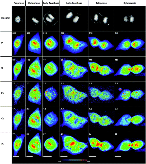 Intracellular elemental redistribution in non-synchronized NIH 3T3 cells during mitosis. Top row: fluorescence micrographs of cells stained with Hoechst 33258, a DNA selective fluorescent probe that highlights the chromosome morphology for assigning individual mitotic stages. 2nd–6th rows: subcellular distribution of phosphorus (P), sulfur (S), iron (Fe), copper (Cu), and zinc (Zn) for each cell (top row) visualized by SXRF raster scans with excitation at 10 keV and 0.3 μm step size. All false-color maps were normalized to the maximum elemental density indicated at the top left corner (units of 10 ng cm−2). All scale bars correspond to 10 μm.