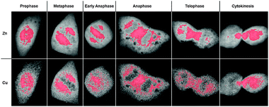 Subcellular distribution of areas with the highest densities of Zn and Cu during mitosis. The integrated elemental content of the areas highlighted in red corresponds to 30% of the total cellular content of Zn (top row) or Cu (bottom row). The depicted cells are identical with those in Fig. 1 at the respective mitotic stages.