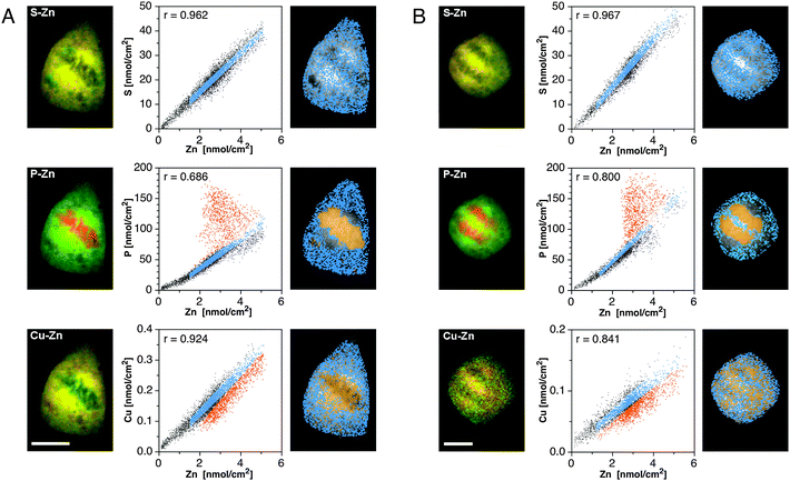 Colocalization analyses of the subcellular distribution of Zn in relation to S, P, and Cu for metaphase (panel A) and anaphase (panel B) cells. Left column: false-color overlay of the SXRF density maps of Zn (green) and selected elements (red) as indicated in each panel. Colocalized areas appear in yellow. Scale bars: 10 μm. Right column: correlation analyses based on scatter plots of the respective elemental densities at each pixel within the cellular area. The resulting Pearson correlation coefficients are displayed in the top left corner of each scatter plot. Linearly correlated pixels (sky blue) were identified in the scatter plot and the corresponding subcellular locations highlighted in the gray-scale elemental map. In select cases, a non-correlated subset was also plotted (orange pixels).