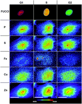 Intracellular elemental distributions in interphase NIH 3T3 cells. Top row: confocal fluorescence micrographs of cells labeled with the cell cycle indicator FUCCI30 for assigning individual interphase stages (red: G1 phase; mixed red/green: G1/S phase; green: G2). 2nd–6th rows: subcellular distribution of phosphorus (P), sulfur (S), iron (Fe), copper (Cu), and zinc (Zn) for each top row cell visualized by SXRF raster scans with excitation at 10 keV and 0.3 μm spatial resolution. All false-color maps were normalized to the maximum elemental density. Scale bars: 20 μm.