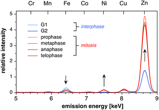 Comparison of the X-ray emission spectra for cells occurring at selected stages of the cell cycle. Pixel-by-pixel emission spectra were integrated over the entire cell area and normalized to the intensity of the sulfur Kα emission at 2.31 keV. Each spectrum represents the averaged spectra of three independent raster scans of different cells occurring at the same stage of the cell cycle.