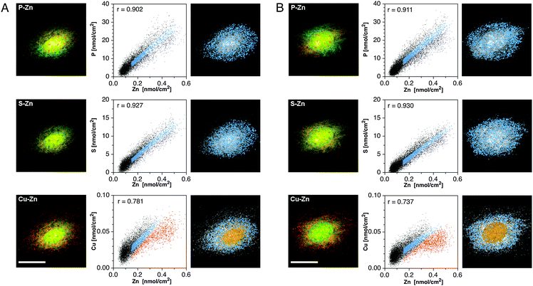 Colocalization analyses of the subcellular distribution of Zn in relation to S, P, and Cu for G1 (panel A) and G2 (panel B) interphase cells. Left column: false-color overlay of the SXRF density maps of Zn (green) and selected elements (red) as indicated in each panel. Colocalized areas appear in yellow. Scale bars: 20 μm. Right column: correlation analyses based on scatter plots of the respective elemental densities at each pixel within the cellular area. The resulting Pearson correlation coefficients are displayed in the top left corner of each scatter plot. Linearly correlated pixels (sky blue) were identified in the scatter plot and the corresponding subcellular locations highlighted in the gray-scale elemental map. In select cases, a non-correlated subset was also plotted (orange pixels).