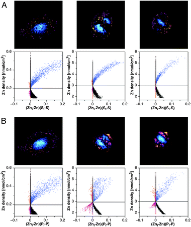 Intensity correlation analysis (ICA) for the subcellular distribution of Zn in relation to S and P at various stages of the cell cycle. The SXRF data sets for select cells occurring in G1 (left), metaphase (middle), and anaphase (right) were subjected to ICA to evaluate the Zn–S (panel A) and Zn–P (panel B) spatial relationships. Scatter plots are shown for the pixel-by-pixel correlation of the Zn densities (Zni) with the product (Zni–Zn)(Si–S), where Si corresponds to the S density at pixel i, and Zn and S represent the average elemental densities within the cellular boundaries. Area densities with above average elemental content are color-coded in blue for synchronously varying pixels and orange for segregated pixels. Below average segregated pixels are plotted in magenta.