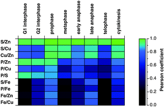 Comparison of the Pearson correlation coefficients for the colocalization of selected elements at individual stages of the cell cycle. The corresponding Pearson coefficients were converted into a color-coded heat map using a non-linear scale shown on the right, which highlights the most significant correlations (>0.9) in hues of blue-green.