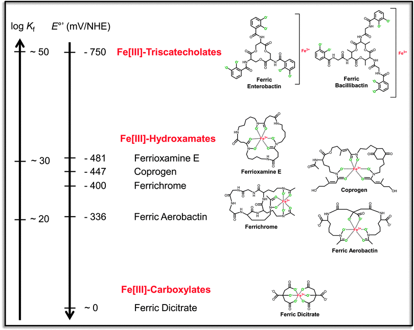 Reciprocally correlated scales of formation constants (Kf) and standard redox potentials at pH 7.0 (E°′) for representative ferric siderophores of different structural classes (indicated in red). The ferric complexes are shown in their hexa-liganded coordination modes with fully deprotonated donor atoms in green. The triscatecholate scaffolds contain representative trilactone tri-l-serine and tri-l-threonine backbones which are accessible to enzymatic hydrolysis. Redox potentials of the ferric complexes are given versus the normal hydrogen electrode (NHE). Affinity constants and redox potentials are taken from the indicated references.13,14,167–171