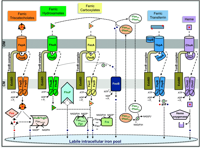 Summary of basic iron transport and release pathways in Gram-negative bacteria. Fundamental transport systems for the main ferric siderophore classes as well as for transferrin- and heme-delivered iron are shown, with emphasis on the E. coli reference model regarding protein nomenclature. The iron transport routes consist of TonB/ExbBD-energized outer membrane receptors that deliver either the intact iron complexes or, as in the case of the transferrin-interacting system, extracellularly abstracted ferric iron into the periplasm, where specific binding proteins are in close association with the receptor complexes for rapid iron–ligand scavenging. The iron sources are delivered by the binding proteins to their specific cytosolic uptake systems, which mainly belong to the class of ABC-type transporters comprising integral membrane permease units that are associated with intracellular nucleotide binding domains that catalyze ATP hydrolysis. Alternatively, some complexes may undergo a periplasmic processing, especially in the case of ferric siderophores with lower iron-binding affinities such as hydroxamates and carboxylates, which can be substrates of periplasmic reductases (indicated by “?”). Ferrous iron that has been liberated in the periplasm as well as during extracellular reduction by mobile electron carriers such as flavins or phenazines can be taken up by high-affinity cytosolic transporters like FeoB that putatively employs GTPase activity as an energy source. On the other hand, ferric siderophore complexes which have been imported into the cytosol are subjected to diverse iron release pathways according to their intrinsic redox potentials. Ferric triscatecholates can either be directly reduced by triscatecholate-specific flavoenzymes such as YqjH or ViuB, belonging to the SIP (siderophore-interacting protein) family of ferric reductases, or can be hydrolyzed prior to reduction by specific esterases such as Fes if they contain cleavable trilactone backbones such as ferric enterobactin. Several ferric hydroxamates can be reduced according to their redox potentials by the loosely membrane-associated FhuF reductase that binds a [2Fe–2S] redox cofactor. Rather unspecific reductases that accept a broader spectrum of substrates including high-potential ferric chelates are represented by flavoenzymes such as Fpr. Exogenous flavin reductases like Fre primarily mediate the reduction of free diffusible flavins, which in turn can react inside or outside the cell with a high number of different substrates including ferric complexes with feasible redox potentials. In contrast, intact heme is cytosolically degraded by heme oxygenases, leading to biliverdin formation and ferrous iron release. The released iron species from all different sources may be further redox converted by yet unknown processes, and are supposed to interact with the labile intracellular iron pool comprising low affinity ligand interactions before they continue to pass through directed cellular trafficking routes for further assimilation.