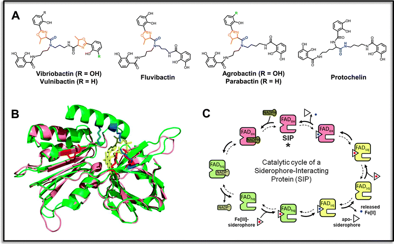 Specific reductases for ferric triscatecholate siderophores. (A) Examples of aryl-capped siderophores with non-hydrolyzable backbones that contain stable amide-linkages (indicated in blue), and frequent oxazoline units adjacent to the aryl groups (shown in orange). Vibriobactin, vulnibactin and fluvibactin are produced by human-pathogenic Vibrio species V. cholerae, V. vulnificus and V. fluvialis, respectively, agrobactin is produced by the plant pathogen Agrobacterium tumefaciens, parabactin by the ecologically important soil denitrifier Paracoccus denitrificans, and protochelin by nitrogen-fixing Azotobacter vinelandii. (B) Superposition of a structural model of ferric triscatecholate reductase YqjH from E. coli (salmon) and the ViuB structure (PDB entry 2GPJ) from S. putrefaciens (green). Conserved basic residues forming part of the ligand binding sites are depicted in red for YqjH and in blue for ViuB. The FAD redox cofactor is shown in yellow. (C) Kinetic mechanism of the YqjH reductase. The enzyme undergoes a double-displacement-type (“Ping-Pong”) reaction, during which the oxidized FAD cofactor (FADox) is at first reduced by NADPH, leading to an enzyme-bound flavohydroquinone (FADhq). The electron-charged enzymes then reduce successively two ferric siderophore species, resulting in the formation of ferrous iron products and the enzyme-bound flavosemiquinone (FADsq) and oxidized FAD species of the resting state, which concludes the cycle. Illustrations are partly adopted from the indicated reference.102