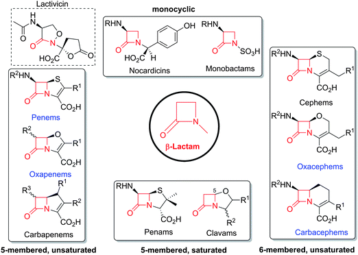 Major subfamilies of β-lactams. The names of synthetic β-lactam antibiotic (BLA) subfamilies are in blue. Lactivicin (in the dashed box) is a naturally-occurring γ-lactam antibiotic, which, like BLAs, inhibits penicillin binding proteins (PBPs). Clavulanic acid (a clavam with the (5R)-stereochemistry) is a serine β-lactamase inhibitor; clavams (with the (5S)-stereochemistry) have antibacterial and antifungal activities (the latter not via PBP inhibition).