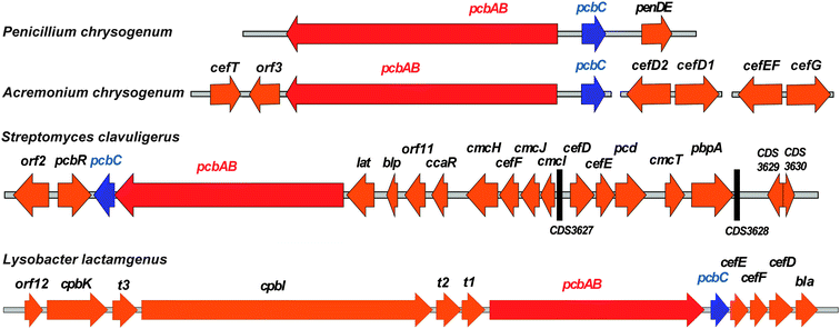 Examples of penicillin and cephalosporin biosynthesis gene clusters from fungi (Penicillium chrysogenum and Acremonium chrysogenum) and bacteria (Streptomyces clavuligerus and Lysobacter lactamgenus).266,698,699 For the role of the biosynthetic proteins encoded by the genes shown, see Table 1 and Fig. 9. The protein encoded by orf12 (L. lactamgenus) shows similarity to methyltransferases;115 however, the reported cephabacins from L. lactamgenus are not methoxylated at C-7, hence the role of orf12 is unclear. The orf2 gene (S. clavuligerus) is part of the clavulanic acid gene cluster (Fig. 28). The L. lactamgenus cluster, the only cluster reported so far for cephabacin biosynthesis, appears to be incomplete (e.g. the genes encoding for the proteins responsible for the introduction of the C-7 formylamino moiety and for l-aminoadipate biosynthesis are not yet identified115,700).