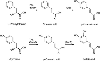 Putative biosynthetic routes to the p-coumaric- and caffeic acid moieties at the 3′-position of cephamycins (Fig. 8). In Streptomyces maritimus, l-phenylalanine is deaminated to trans-cinnamic acid in a reaction catalysed by phenylalanine ammonia lyase (PAL) EncP.715,716 In plants, trans-cinnamic acid can then be hydroxylated at the C-4 position, as catalysed by cinnamate 4-hydroxylase (C4H), but no homologous enzyme has been described in prokaryotes. Alternatively, p-coumaric acid can be derived from l-tyrosine through the activity of the tyrosine ammonia lyase Sam8.717 The presence of a caffeic acid ester in C-2081 X697 (Fig. 8) suggests that a p-coumaric acid hydroxylase, similar to Sam5,717 may be present in the producer strains S. heteromorphus and S. panayensis.