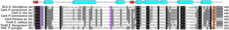 Partial sequence alignment for known and putative β-lactam synthetases involved in the biosynthesis of clavams (β-LS), carbapenems (CarA and ThnM), and monobactams (TbIS). Catalytically important residues are highlighted. The highlighted lysine residue is proposed720 to assist in ring cyclisation via stabilisation of the proposed “tetrahedral” intermediate (in case of clavams and carbapenams, Fig. 33). The highlighted Tyr-Glu dyad (in case of clavams and carbapenems) is proposed to deprotonate the amine involved in intramolecular β-lactam formation.721 α-Helices (cyan cylinders) and β-strands (red arrows) represent the assigned secondary structure of β-LS (PDB 1MB9).399