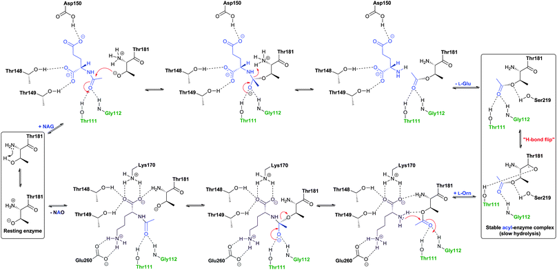 Mechanistic proposal for the Ntn-hydrolase ornithine acetyltransferase (OAT2). The oxyanion hole forming residues are in green. There is evidence for conformational changes during catalysis. NAG: N-α-acetyl-l-glutamate; NAO: N-α-acetyl-l-ornithine.491