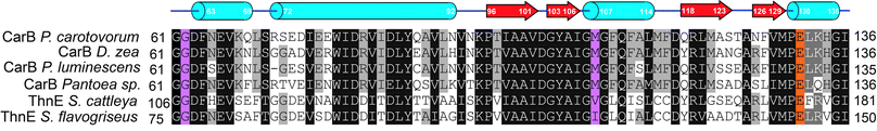 Partial sequence alignment for known and putative CMPSs catalysing the formation of t-CMP in carbapenem biosynthesis. The oxyanion hole forming residues are in pink and the catalytically important (at least in CarB)546 glutamate residue in orange (see Fig. 50). The figure was generated using Clustal W756 and Genedoc.757 α-Helices (cyan cylinders) and β-strands (red arrows) represent the assigned secondary structure of CarB.541