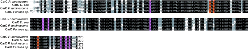 Sequence alignments for known and putative 2OG and iron-dependent carbapenem synthases catalysing the formation of (5R)-carbapen-2-em-3-carboxylate. The residues involved in the conserved motif of a 2-histidine-1-carboxylate triad758 are in orange. Other residues proposed to be important in carbapenem synthase catalysis are in pink.542 The figure was generated using Clustal W756 and Genedoc.757 Note the high degree of homology between the proteins (≥78% identity).