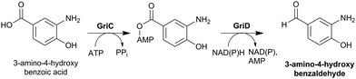 The possible role of the reductase GriC/GriD in grixazone biosynthesis in Streptomyces griseus.568