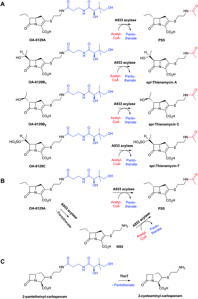 Transacylase-catalysed reactions with substituted carbapenems. A and B: A933 (Streptomyces fulvoviridis) catalysed reactions;582–584 and C: ThnT (S. cattleya) catalysed reaction.239