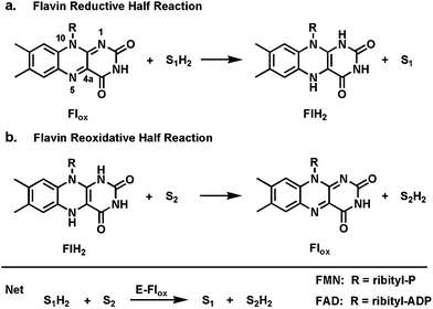 Two redox half reactions in flavoenzyme catalysis: (a) flavin reductive half reaction; (b) dihydroflavin reoxidative half reaction.