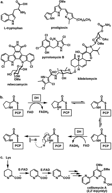 Conversion of proline units to pyrroles: (a) selected natural products where the pyrrole moieties arise from flavoenzyme desaturation of prolyl-S-thiolation domains; (b) scheme for activation and desaturation of proline monomers on NRPS modules; (c) proposal for generation of pyridine carboxylate by iterative desaturation in collismycin A biosynthesis.