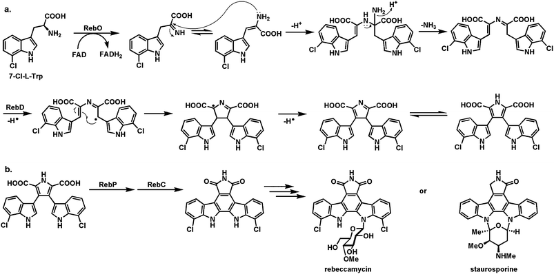 Oxidative dimerization of two tryptophans to indolocarbazole scaffolds: (a) action of RebO and RebD to generate chromopyrrolic acid: (b) action of RebP and RebC to make the final C–C bond in the indolocarbazole scaffold and control the redox state in the oxopyrrole ring.