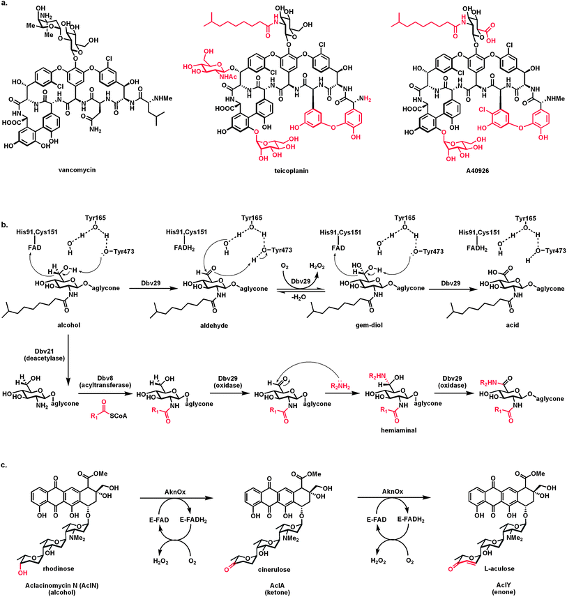 Flavoprotein alcohol oxidases carrying out net four electron oxidations: (a) structures of glycopeptide antibiotics vancomycin, teicoplanin, and A40926; (b) the flavoprotein oxidase Dbv29 oxidizes the C6-OH of the N-acetylglucosamine residue of A40926 in two discrete steps, via the aldehyde, generating the GlcNAc-6-carboxylate product; capture of the aldehyde intermediate by long chain amines and oxidation of the hemiaminal adduct produces amide variant products with two long hydrophobic substituents that confer distinct antibiotic properties; (c) Aclacinomycin oxidase acts first as an alcohol to ketone oxidase on the terminal rhodinose sugar to yield cinerulose and then carries out an α,β-desaturation to the enone functionality in the terminal sugar l-aculose.