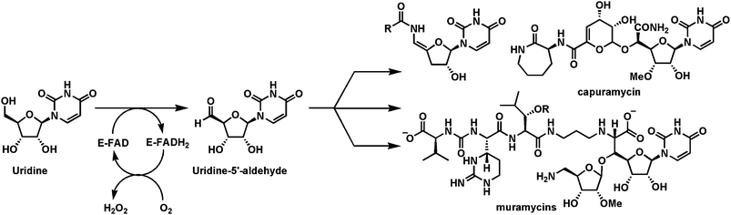 Flavoenzyme mediated conversion of uridine to uridine-5′-aldehyde, an intermediate in several peptidyl nucleoside antibiotic pathways.