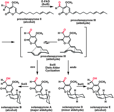 In solanapyrone biosynthesis the FAD-enzyme Sol5 oxidizes the alcohol group in prosolanapyrone II to the aldehyde which enables a [4 + 2] cyclization of the triene to the decalin ring in solanapyrone A.