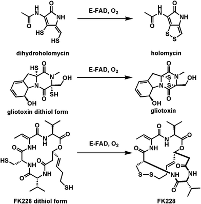 Three flavoprotein dithiol to disulfide oxidases as the last steps in the biosynthesis of holomycin, gliotoxin, and FK228.