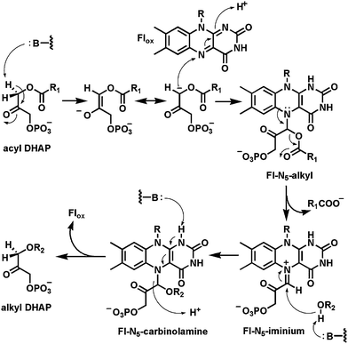 Carbanion intermediate preceeds N5 adduct formation to setup elimination of the 2-O-acyl substituent in formation of alkyl DHAP lipids.